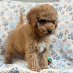 Rika male Miniature Poodle for sale04