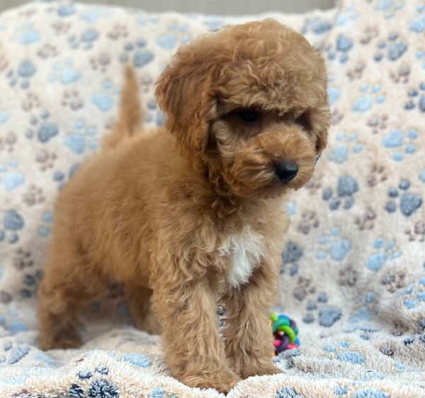 Riko Miniature Poodle