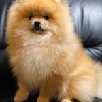 Favorite Pomeranian