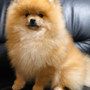 Rudy Pomeranian Rudy Pomeranian