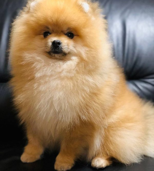 Rudy Pomeranian Rudy Pomeranian