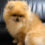 Rudy-male-pomeranian-puppy-for-sale-2 (2)