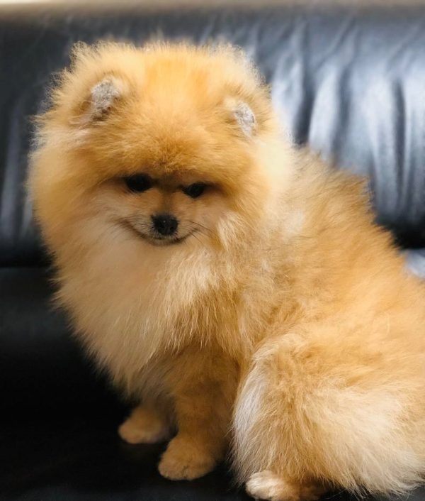 Rudy Pomeranian Rudy Pomeranian