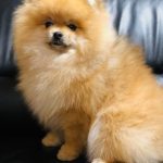 Rudy-male-pomeranian-puppy-for-sale-2 (3)