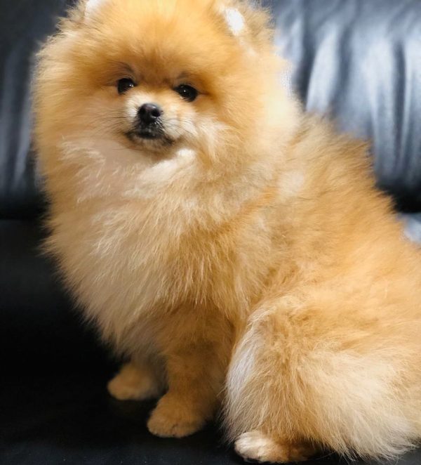 Rudy Pomeranian Rudy Pomeranian