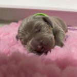 new litter-Weimaraner-puppy-for-sale-1 (1)