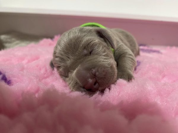 new litter Weimaraner new litter Weimaraner