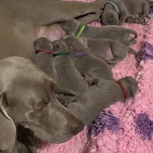 new litter Weimaraner