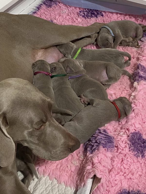 new litter Weimaraner new litter Weimaraner