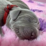 new litter-Weimaraner-puppy-for-sale-1 (3)