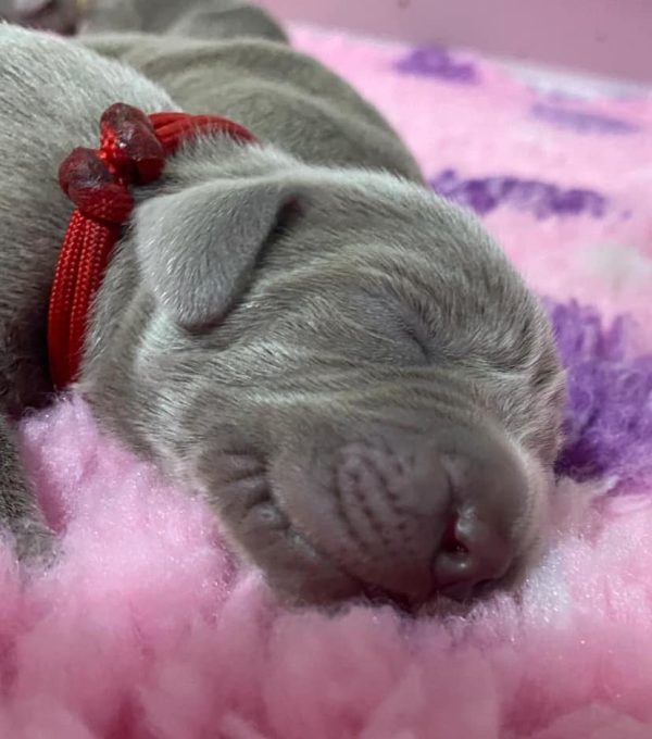 new litter Weimaraner new litter Weimaraner