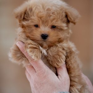 Amir Maltipoo Amir Maltipoo