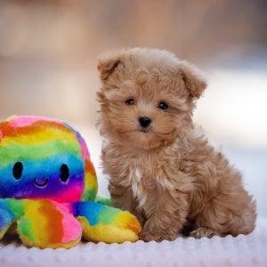 Amir Maltipoo Amir Maltipoo