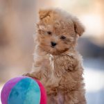 Amir-male-maltipoo-puppy-for-sale-1 (3)