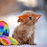 Amir-male-maltipoo-puppy-for-sale-1 (4)