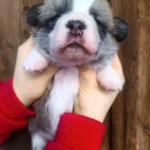 Archie Welsh Corgi Archie Welsh Corgi