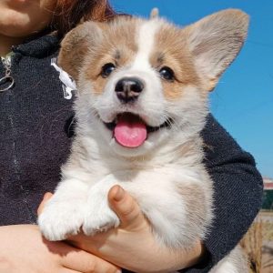 Archie Welsh Corgi Archie Welsh Corgi