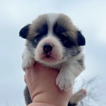 Aria-female-Welsh-Corgi-puppy-for-sale-3