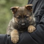 Dexter-male-German-shepherd-puppy-for-sale-1 (1)