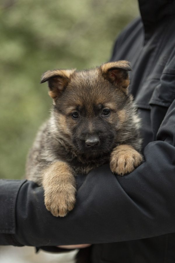 Dexter German Shepherd