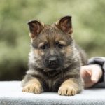 Ivita German Shepherd
