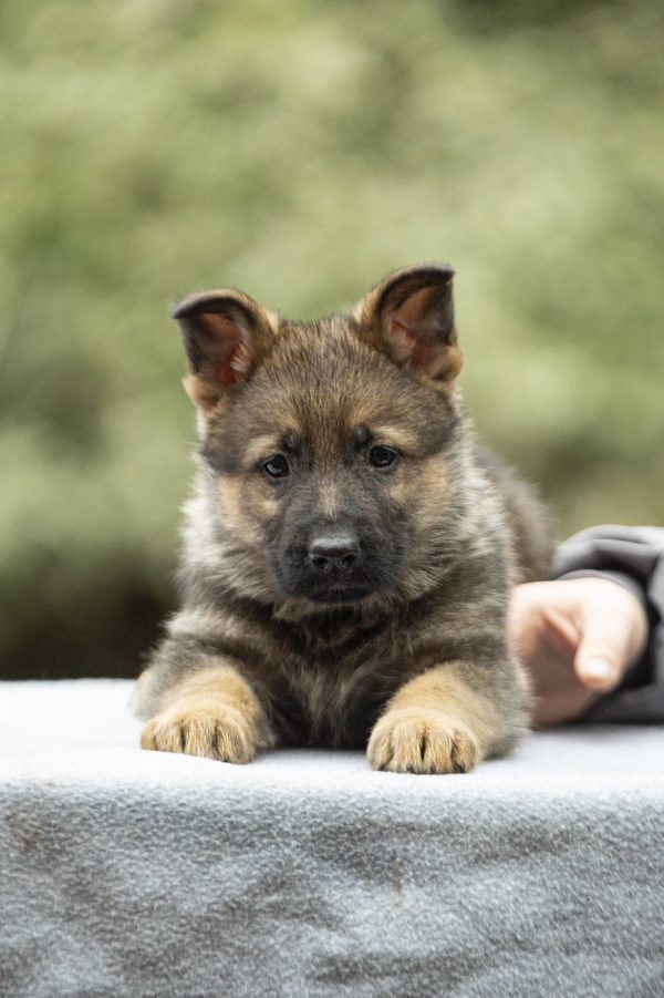 Dexter German Shepherd