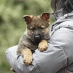Dexter-male-German-shepherd-puppy-for-sale-1 (3)