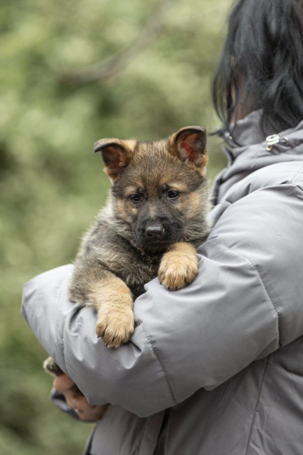Dexter German Shepherd