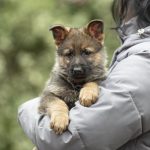 Dexter-male-German-shepherd-puppy-for-sale-1 (4)