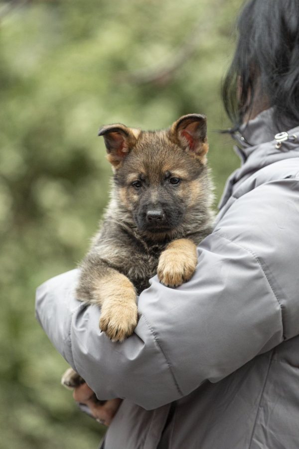 Dexter German Shepherd