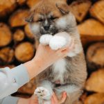 Ichiro-male-Akita-puppy-for-sale (1)