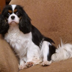 Lara Cavalier King Charles Spaniel