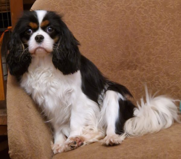 Lara Cavalier King Charles Spaniel
