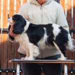 Lara-female-Cavalier-King-Charles-Spaniel-puppy-for-sale-1 (3)