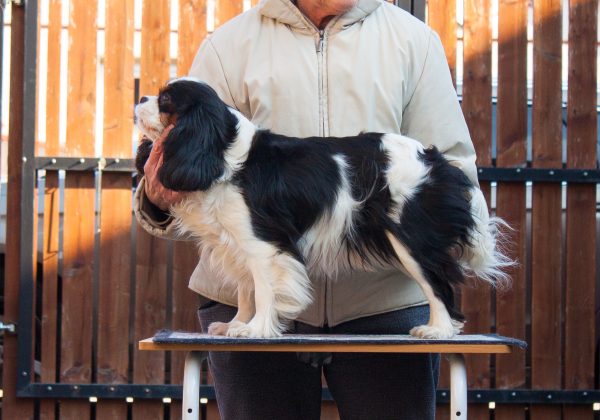 Lara Cavalier King Charles Spaniel