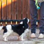 Lara-female-Cavalier-King-Charles-Spaniel-puppy-for-sale-1 (4)