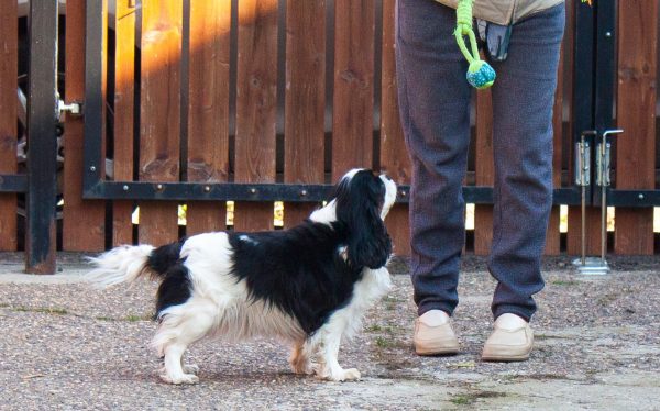 Lara Cavalier King Charles Spaniel