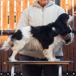 Lara-female-Cavalier-King-Charles-Spaniel-puppy-for-sale-1 (5)