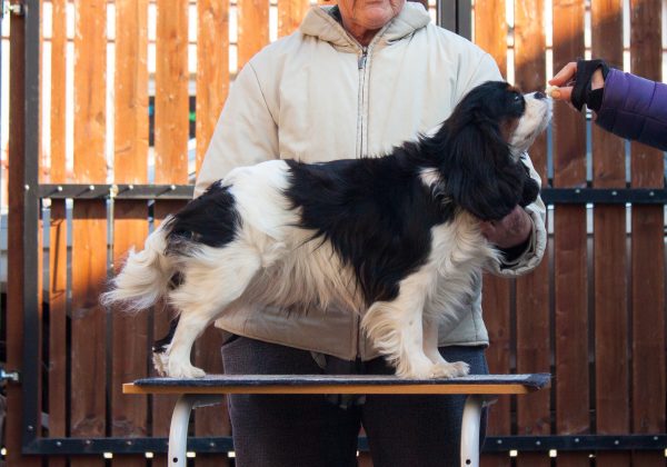 Lara Cavalier King Charles Spaniel