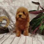 Moods-male-Poochon-puppy-for sale-1