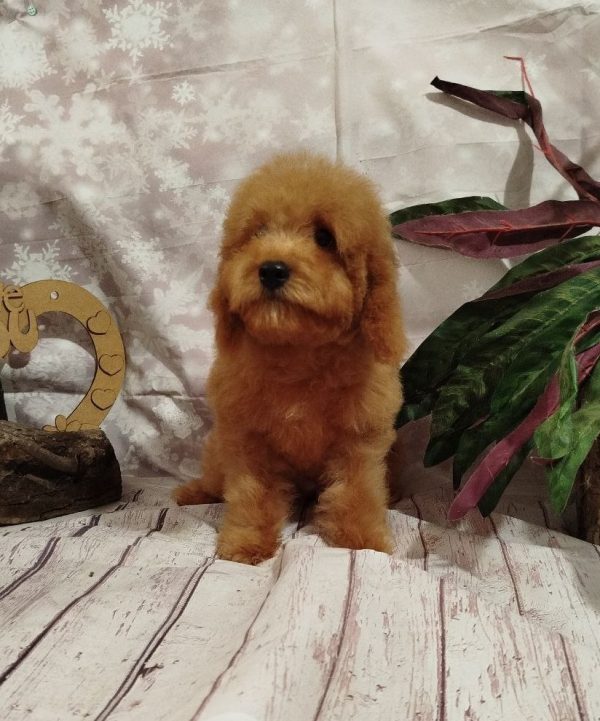 Moods Poochon Moods Poochon