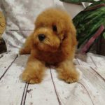 Moods-male-Poochon-puppy-for sale-2