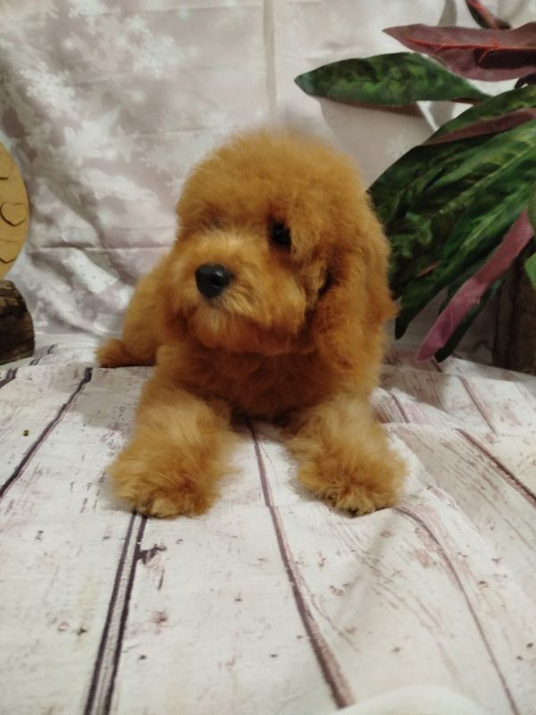 Moods Poochon Moods Poochon