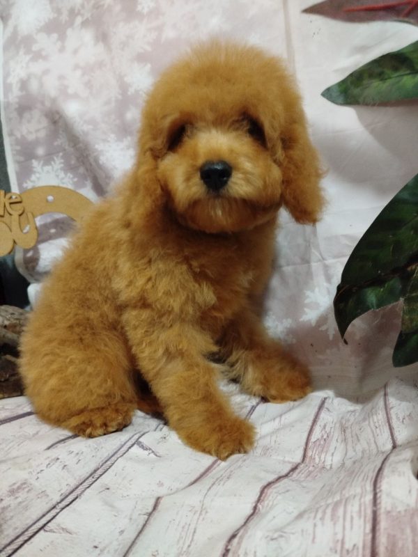 Moods Poochon Moods Poochon