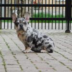 Ruby-female-french-bulldog-puppy-for-sale- (1)