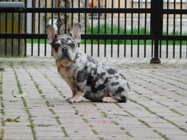 Ruby French Bulldog Ruby French Bulldog