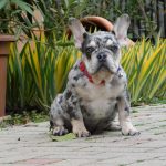 Ruby-female-french-bulldog-puppy-for-sale- (2)