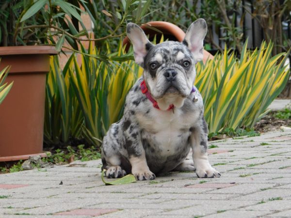 Ruby French Bulldog Ruby French Bulldog