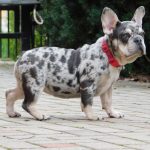 Ruby-female-french-bulldog-puppy-for-sale- (3)