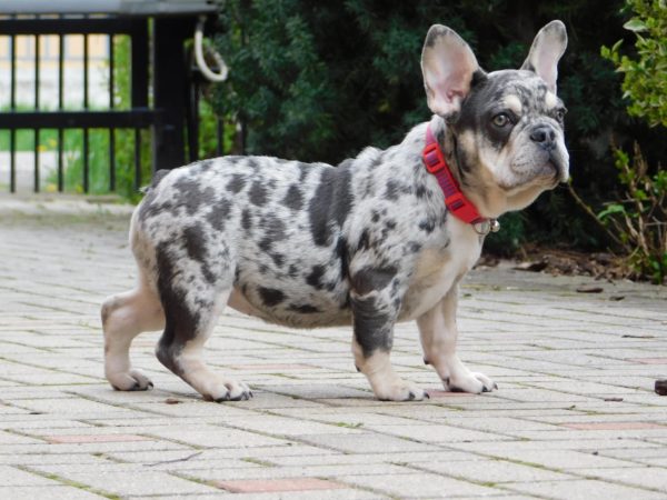 Ruby French Bulldog Ruby French Bulldog